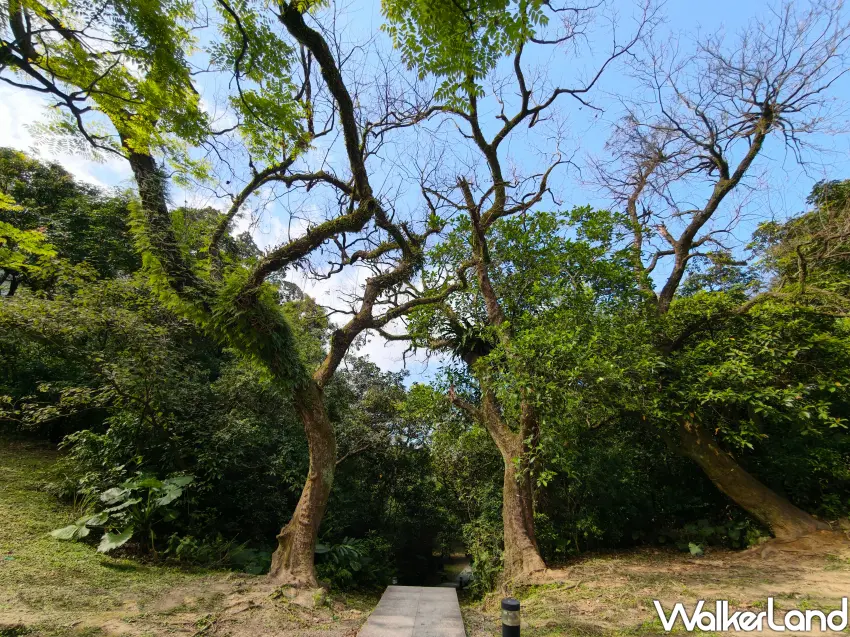 ▲南港公園木能量廣場，在綠意盎然的古樹下享受台北森林系散步祕境。(攝影：鄭雅之)