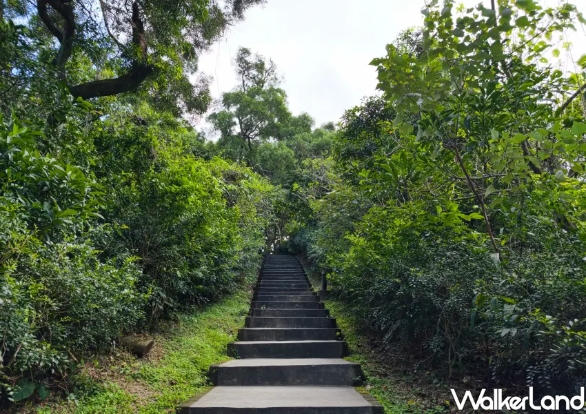 ▲漫步南港公園中的森林系階梯步道，享受綠意環繞的森林浴，提升身體免疫力。 (攝影：鄭雅之)