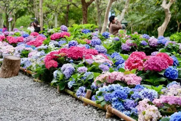 ▲台北杜鵑花季於大安森林公園同時展出上千盆繡球花，花期至3/31讓你搶先打卡繡球花網美照。(攝影：部落客 靜怡＆大顆呆，圖片為往年花季照)