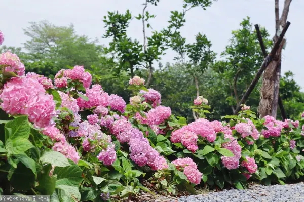 ▲免門票新北繡球花景點必拍推薦！樹林草花植生公園繡球花步道免費拍。(攝影：部落客 珍妮佛的花草呢喃，圖片為往年花季照)
