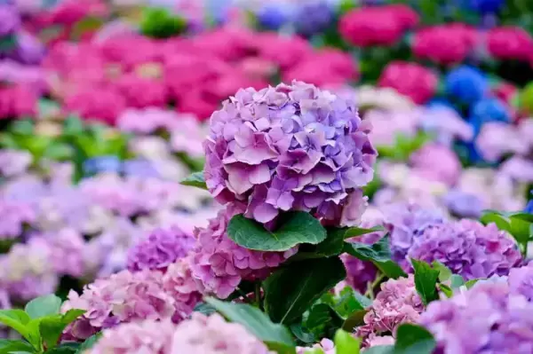 ▲台北杜鵑花季至3/31同時展出上千盆繡球花，近期好天氣來大安森林公園免費拍。(攝影：部落客 靜怡＆大顆呆，圖片為往年花季照)