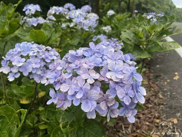 ▲免門票新北繡球花景點推薦！蘭平千里觀賞繡球花，也能順路觀賞360度山海美景。(攝影：部落客 Bernice的隨手筆記，圖片為往年花季照)