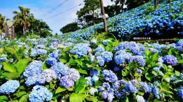 ▲免門票繡球花景點推薦必拍！石牌縣界公園萬株繡球花花海，花期預計每年5月至6月。(攝影：部落客 饅頭弟，圖片為往年花季照)