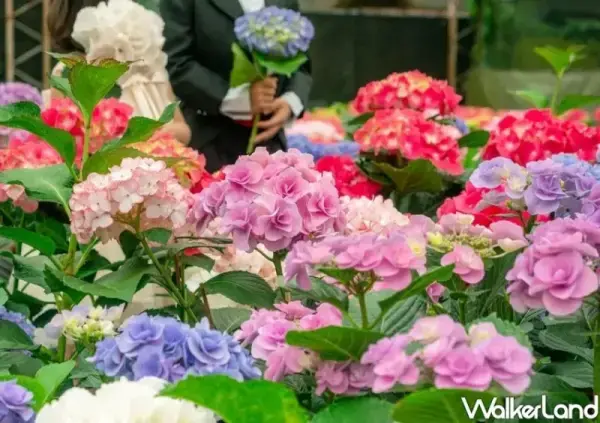 ▲免門票繡球花景點推薦必拍！桃園繡球花季每年約5月中旬開跑，結合多個農場讓大家觀賞繡球花。(圖片為往年花季照)