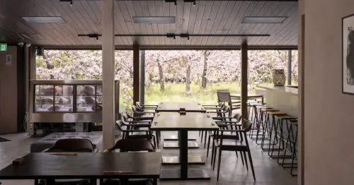 京都邊賞櫻邊吃壽喜燒最強餐廳找到了！圓山公園A5和牛壽喜燒60分鐘吃到飽只要2800日圓。