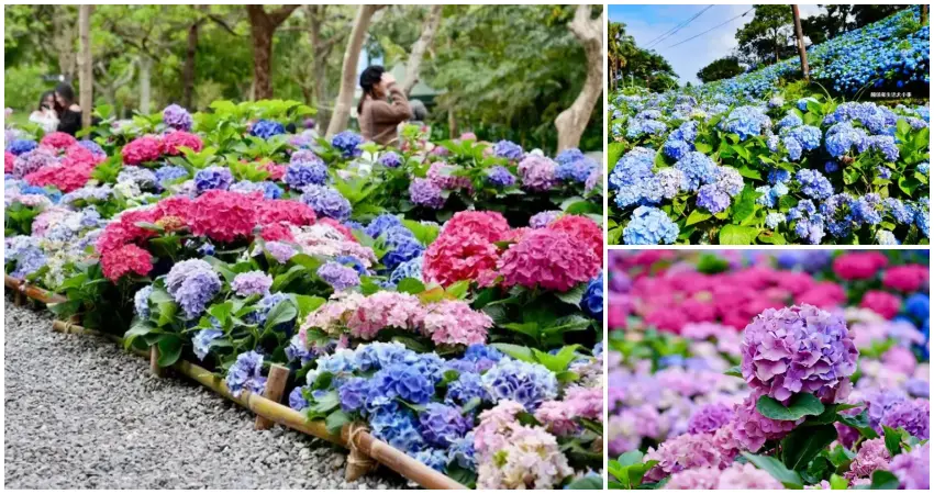 ▲不只大安繡球花免門票！免費拍6大繡球花花海景點，上千株繡球花步道拍起來。