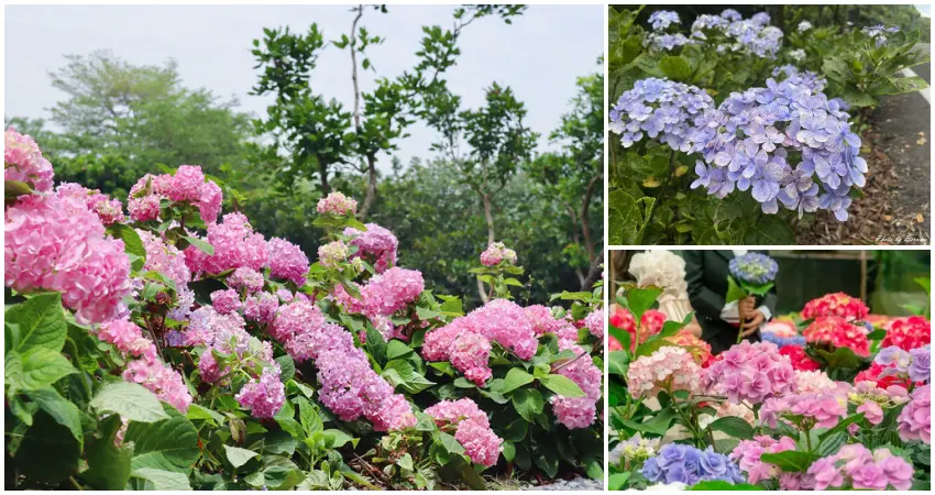 ▲不只大安森林公園繡球花免門票！免費拍6大繡球花花海景點，草花植生公園、石牌縣界公園全要拍。