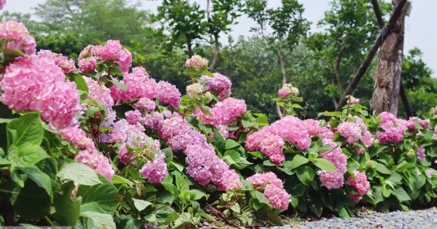 不只大安繡球花免門票！免費拍6大繡球花花海景點，上千株繡球花步道先衝。