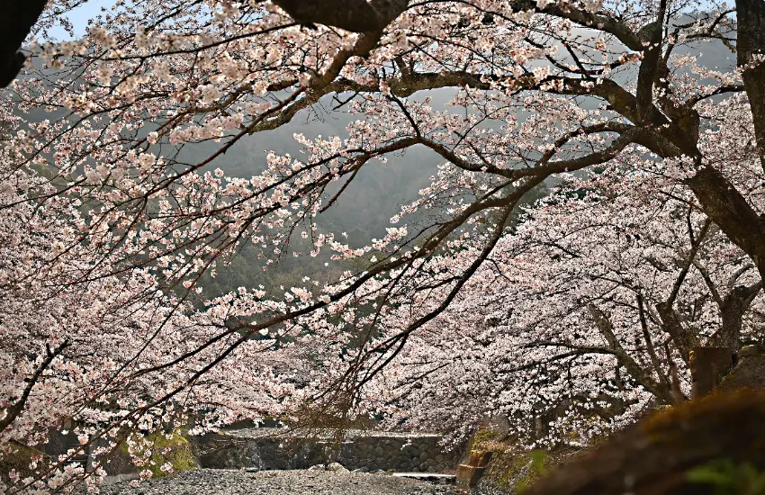 ▲龜岡最具代表性的賞櫻景點是七谷川周邊的「和煦之道」。