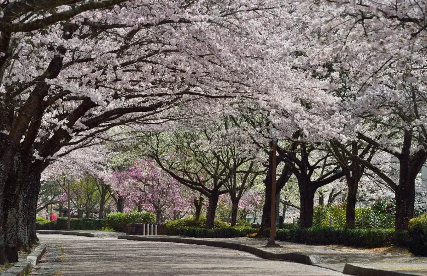 ▲約1公里的沿川步道上，種植了30品種、約1,500棵櫻花。