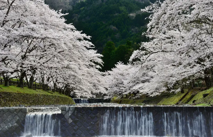 ▲盛開時節，兩側櫻花枝條將交織成壯觀的櫻花隧道。