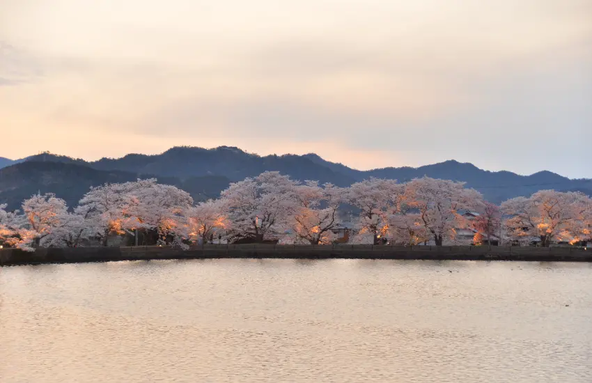 ▲夜櫻點燈地點包含和煦之道七谷川沿岸、南鄉公園、平之澤池、龜岡運動公園犬飼川沿岸。