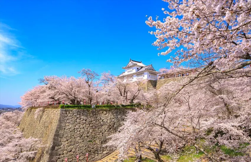 ▲津山城以染井吉野櫻為主的約千株櫻花妝點整座城跡。