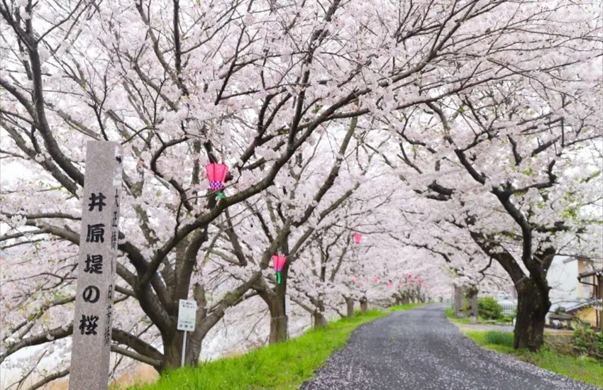 ▲沿著堤防種植約800株櫻花，綿延約兩千公尺形成壯觀的櫻花步道。