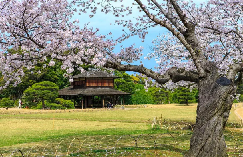 ▲日本三大名園之一的岡山後樂園園內與外園合計約280株櫻花，是岡山縣代表性的賞櫻景點。