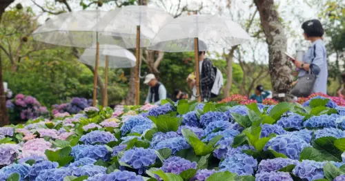 搭捷運賞繡球花！大安森林公園繡球花大滿開，週末市集 音樂會都要跟。