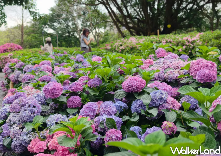▲大安森林公園洋繡球花進入最佳觀賞期，粉嫩花叢吸引眾多遊客。(攝影：鄭雅之)