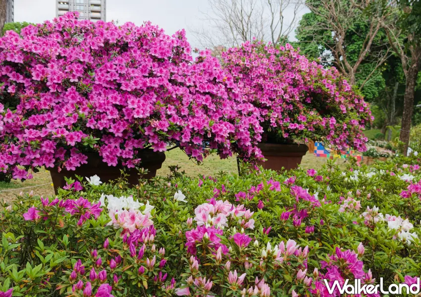 ▲盛開的大紅杜鵑花盆栽妝點公園綠地，展現台北市市花嬌艷姿態。(攝影：鄭雅之)