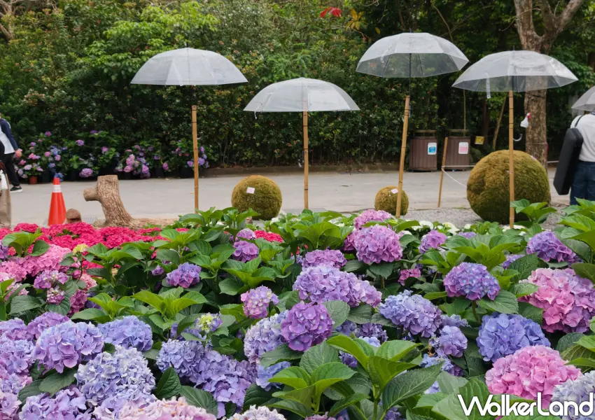 ▲步道旁充滿層次感的繡球花景，是三月台北旅遊不可錯過的打卡點。(攝影：鄭雅之)