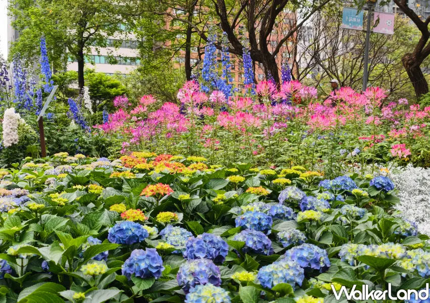 ▲大安森林公園七彩星苑美景，繡球花與多樣花卉共織繽紛地景花海。(攝影：鄭雅之)