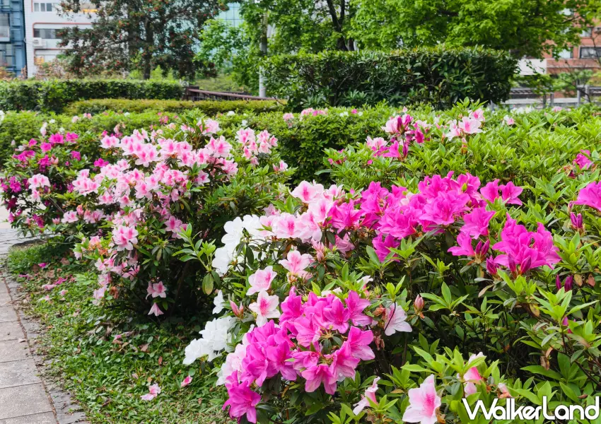 ▲粉嫩與深紅杜鵑花沿著步道綻放，目前已進入台北杜鵑花季盛開期。(攝影：鄭雅之)