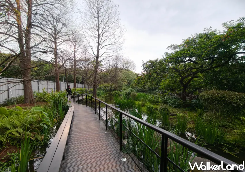 ▲漫步生態池木棧道享受都市森林浴，落羽松綠意環繞大安森林公園。（攝影：鄭雅之）