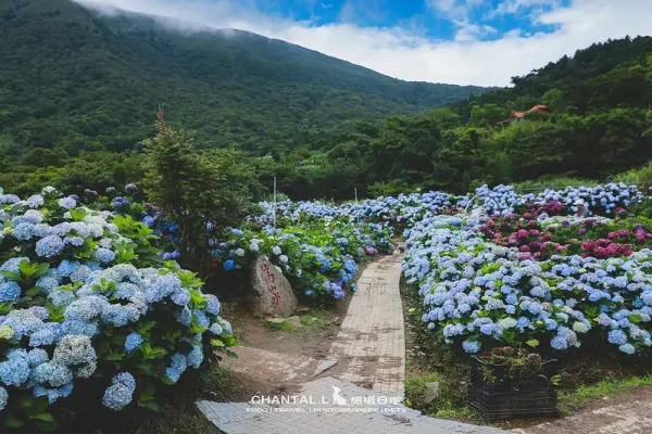 ▲台北陽明山繡球花景點推薦！高家繡球花田第二園區位在竹子湖環湖步道底端，整山繡球花花海必拍。(攝影：部落客 CHANTAL.L 旅攝日嚐，圖片為往年花季照)