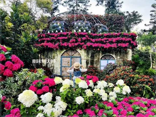 ▲苗栗繡球花景點推薦！花露農場即日起至五月底繡球花花季，上萬朵繡球花花海、繡球花打卡點拍不完。(攝影：部落客 饅頭弟，圖片為往年花季照)