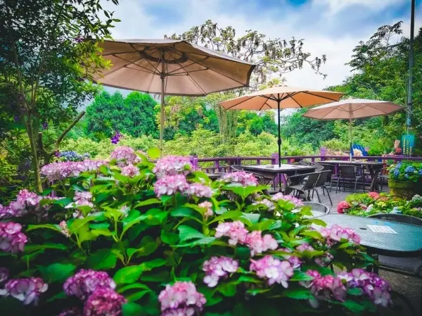 ▲苗栗繡球花景點推薦！碧絡角花園咖啡繡球花沿山坡起伏，戶外座位區旁也有秀看花盛開。(攝影：部落客 大手牽小手。玩樂趣，圖片為往年花季照)