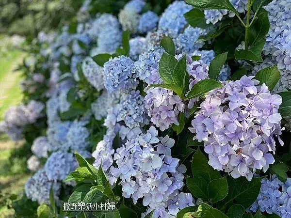 ▲台中繡球花景點推薦！武陵農場每年6、7月繡球花盛開，可順路欣賞山巒美景。(攝影：部落客 撒野樂活小村婦，圖片為往年花季照)
