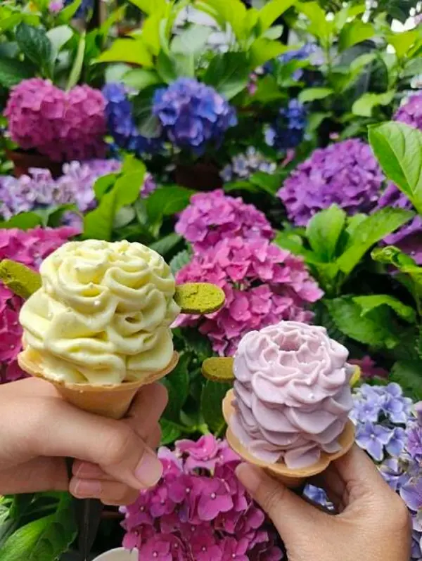 ▲台中繡球花景點推薦！薰衣草森林每年4至6月期間繡球花花季，還有繡球花冰淇淋。(攝影：部落客 Coco Lin ，圖片為往年花季照)