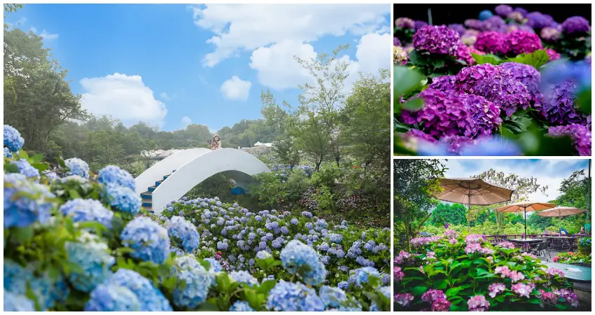 ▲繡球花季必拍景點！全台7大繡球花景點花期一次看，上萬株繡球花海現在就能拍。