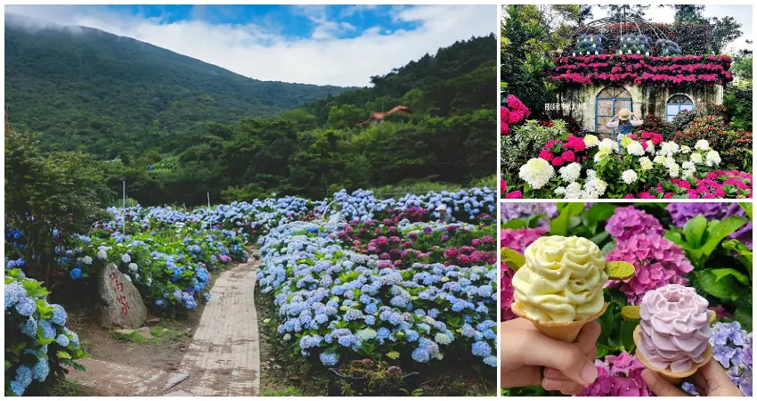 ▲繡球花季必拍景點7選！陽明山竹子湖繡球花、8000坪高家繡球花田、上萬株繡球花花露農場，預計花期時間一次看。