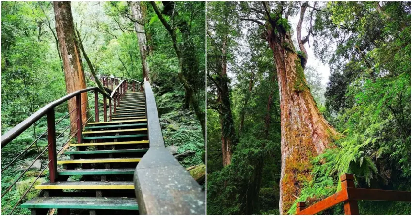 ▲拉拉山神木群擁有眾多百年、千年巨木,站在林間仰望參天神木,讓人不自覺感到安定與沉靜。