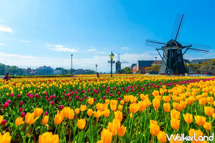 ▲風車與鬱金香花海交織出浪漫的「花之慶典」景緻。 圖/豪斯登堡提供;窩客島整理