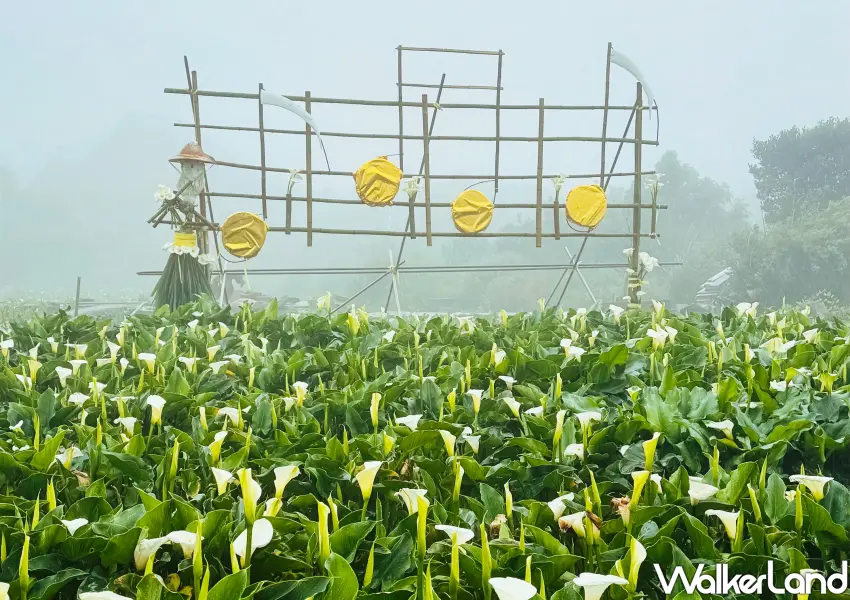 ▲頂湖入口的公共造景魔幻積木，竹子湖免費參觀地景藝術，竹編稻草人與亮黃色音符在雲霧繚繞的花田間顯得神祕夢幻。