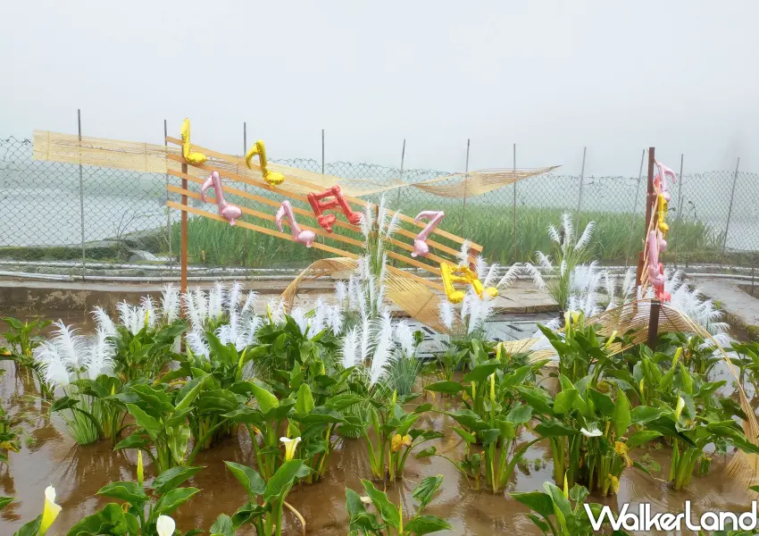 ▲「展昇海芋園」位於海芋大道親水公園旁的地景花田裡的鼓樂精靈，金色與粉色汽球音符在水田間輕輕搖曳，浪漫滿分。