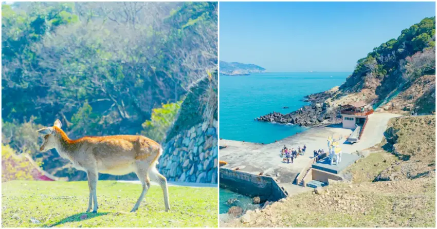 ▲「大坵島」上隨處可見性格溫和的梅花鹿，牠們自在漫步、與遊客近距離互動，是島嶼最具代表性的日常風景，搭配蔚藍海景更顯療癒。