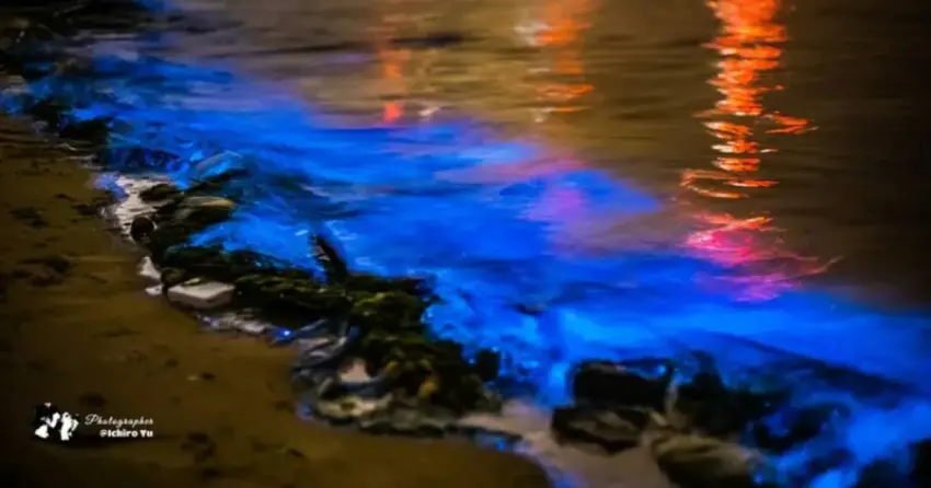 ▲4-6月是藍眼淚的最佳觀賞期！建議選擇無月光時段，並於漲潮前約2～3小時前往。