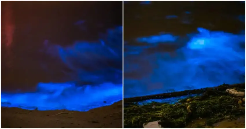 ▲來馬祖當然要追藍眼淚！夜晚海面閃爍的夢幻藍光，是最令人難以忘懷的浪漫體驗。