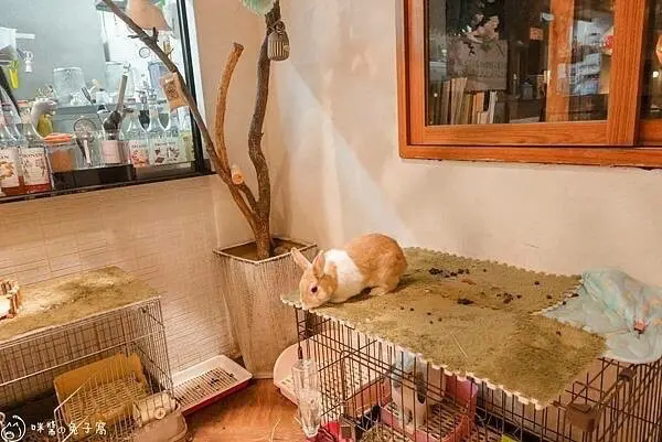 ▲大安森林公園咖啡廳推薦！兔子餐廳「兔Dreams」店內有可愛店兔與兔子空間。(攝影：部落客 咪醬)