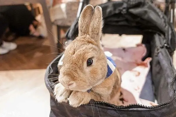 ▲大安森林公園咖啡廳推薦！兔子餐廳「兔Dreams」還能帶自家兔兔來店。(攝影：部落客 咪醬)