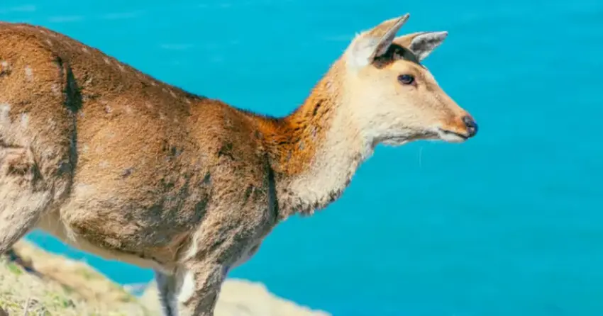 馬祖藍眼淚爆發季！大坵梅花鹿、夢幻夜光海一次收集，北竿一日追光攻略。