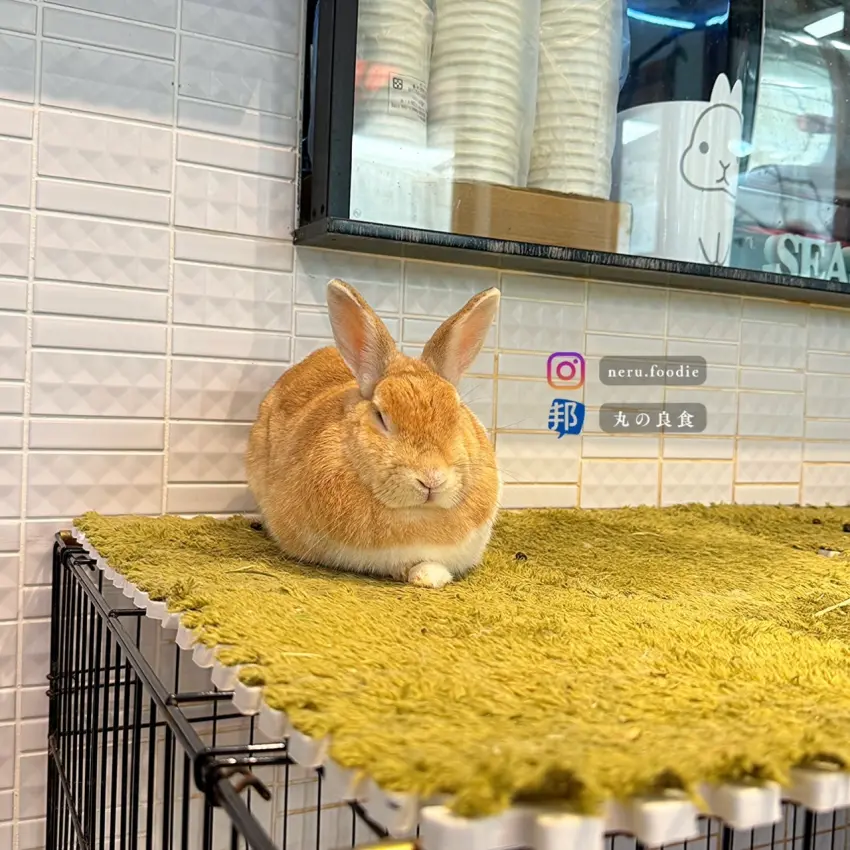 ▲台北市大安區兔Dreams兔子餐廳