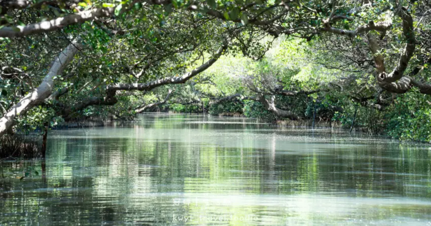 ▲「台南四草綠色隧道」被譽為台版亞馬遜,紅樹林交織成天然綠色隧道,生態豐富又富有探險感。