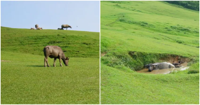▲被譽為台版紐西蘭的「桃源谷大草原」,遼闊綠地一路延伸至天際,牛群悠然漫步其間,氛圍相當愜意。
