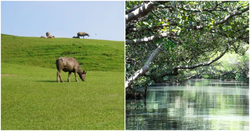 ▲台版紐西蘭大草原、亞馬遜雨林在台灣也有迷你版!雖然規模縮小,但遼闊景色、療癒舒壓感絲毫不輸國外。