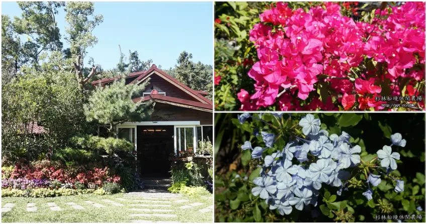 ▲「杉林松境休閒農場」同時提供住宿，園區內種植各式花卉，隨著季節綻放，繽紛盛開的景色非常吸睛。