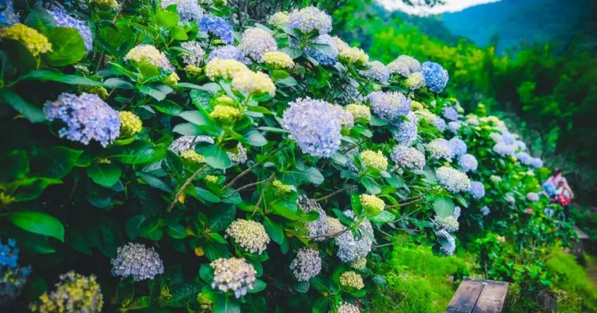 ▲「碧絡角花園」每年4至6月迎來繡球花季，園區綻放大片繽紛花海，滿滿浪漫氛圍。