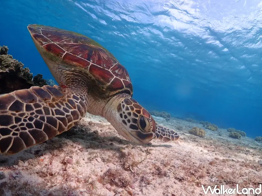 ▲從交通、住宿到景點與美食，宮古島自由行重點一次整理，出發前先掌握宮古島旅遊攻略讓行程規劃更輕鬆（攝影：張人尹）